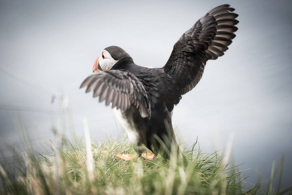 Macareux moine déployant ses ailes