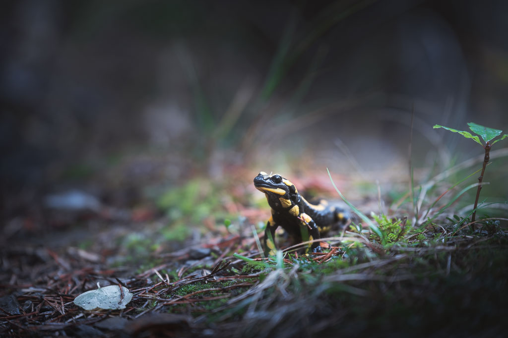 Salamandre tachetée