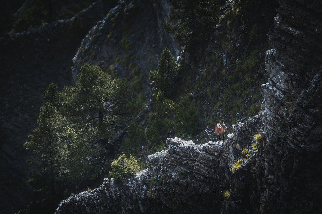 Bouquetin sur une corniche