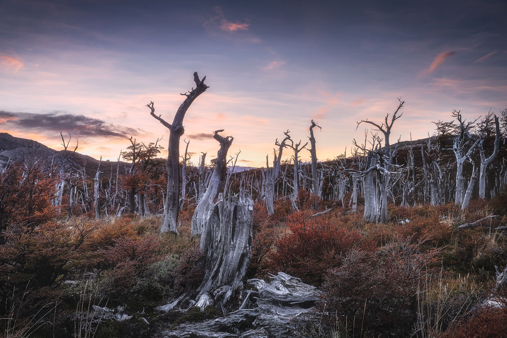Forêt d'arbres morts