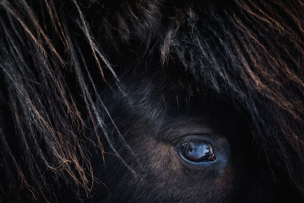 Destrier Gros plan sur l'œil d'un cheval