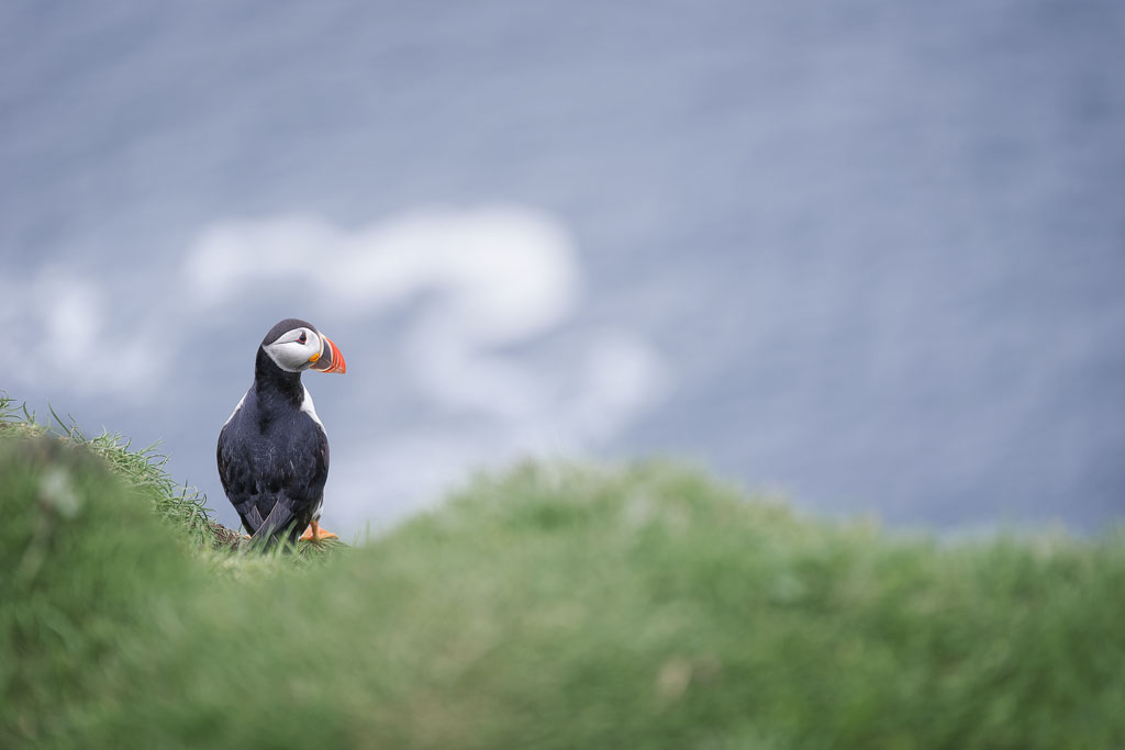 Macareux moine contemplant la mer