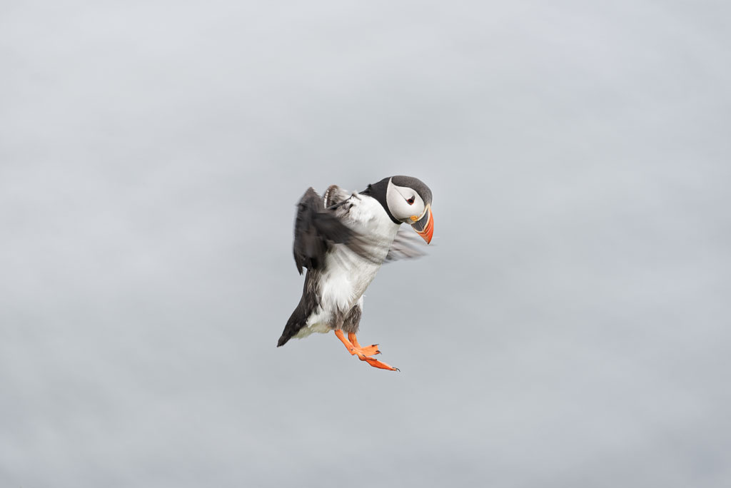 Macareux moine en phase d'aterrissage