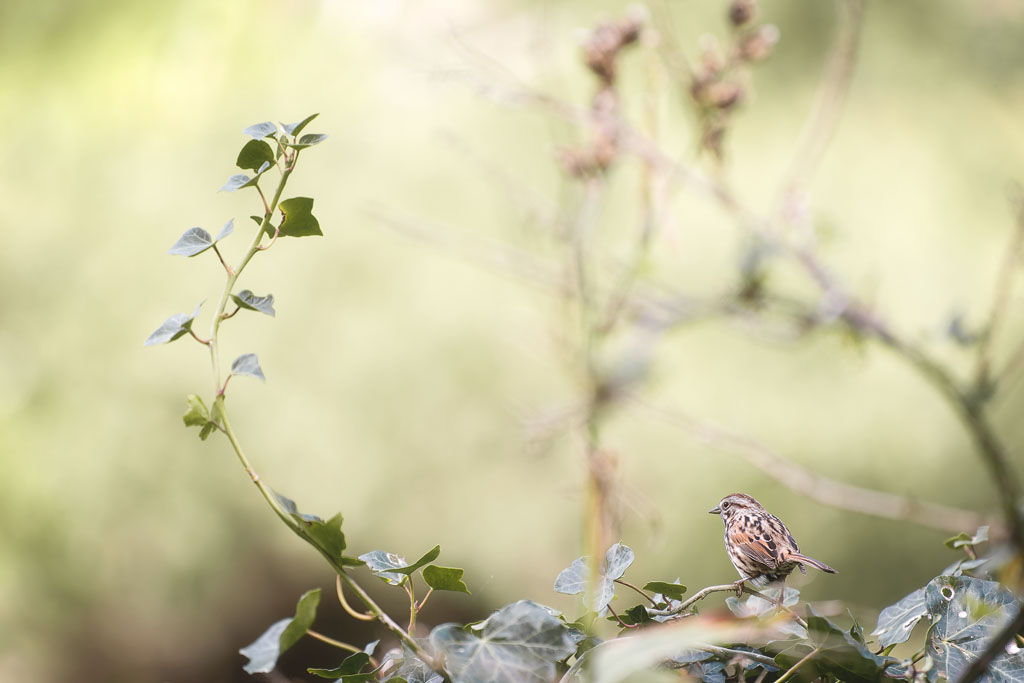 Petit oiseau au cœur de la végétation