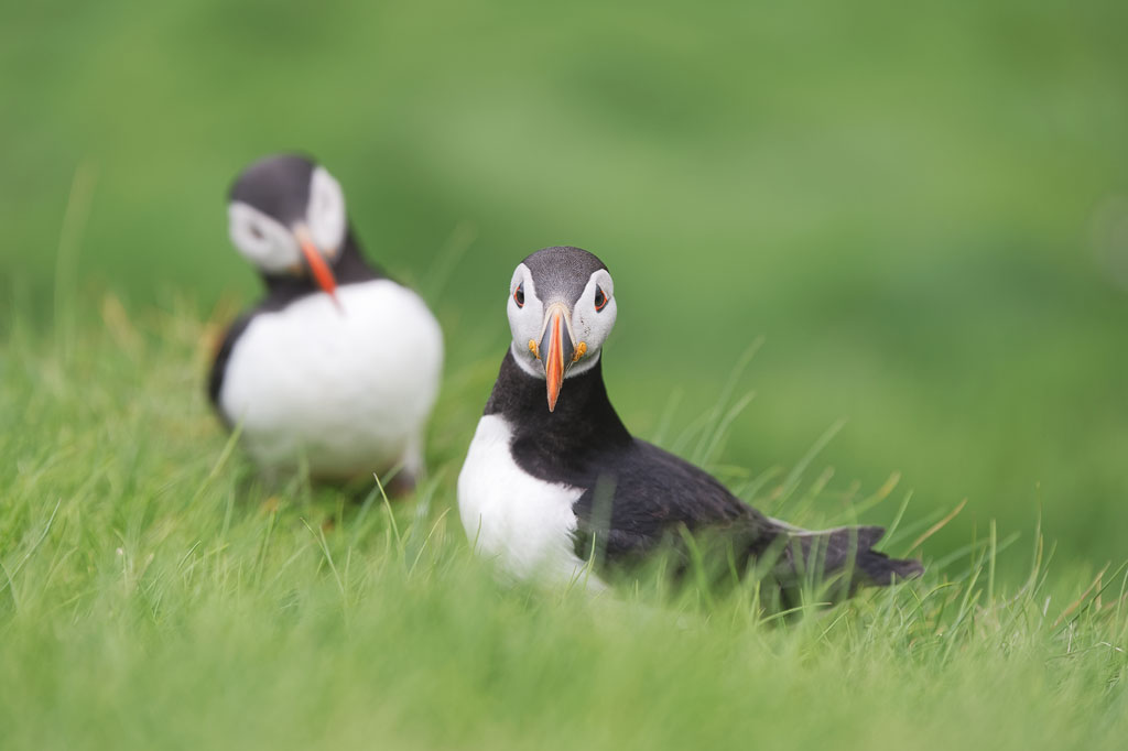 Couple de macareux moines