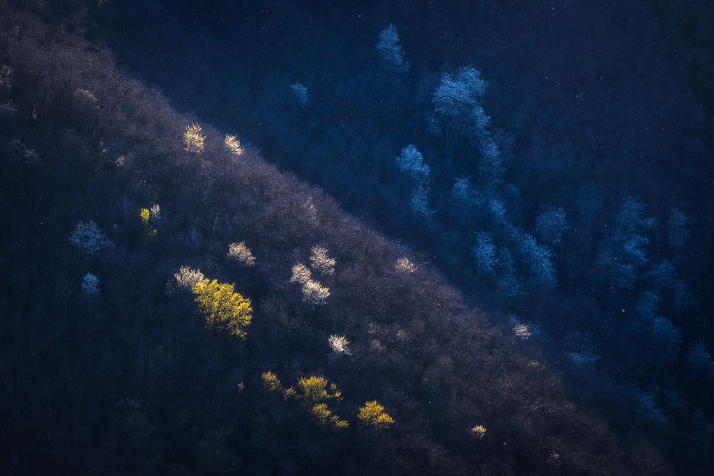 Arbres illuminés par les derniers rayons du soleil de la journée