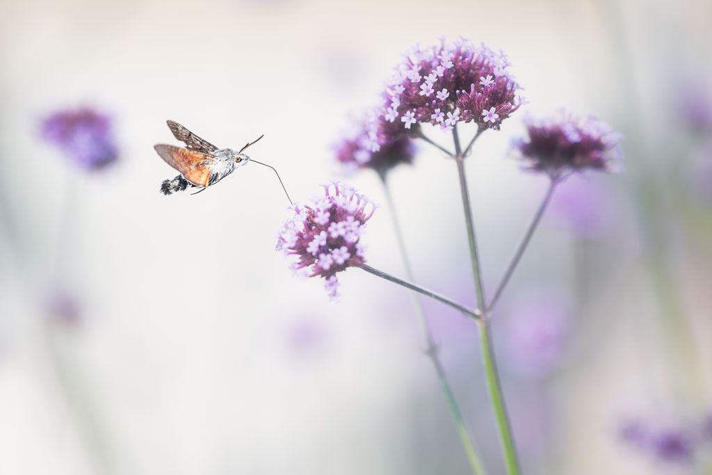 Moro-sphinx en train de butiner