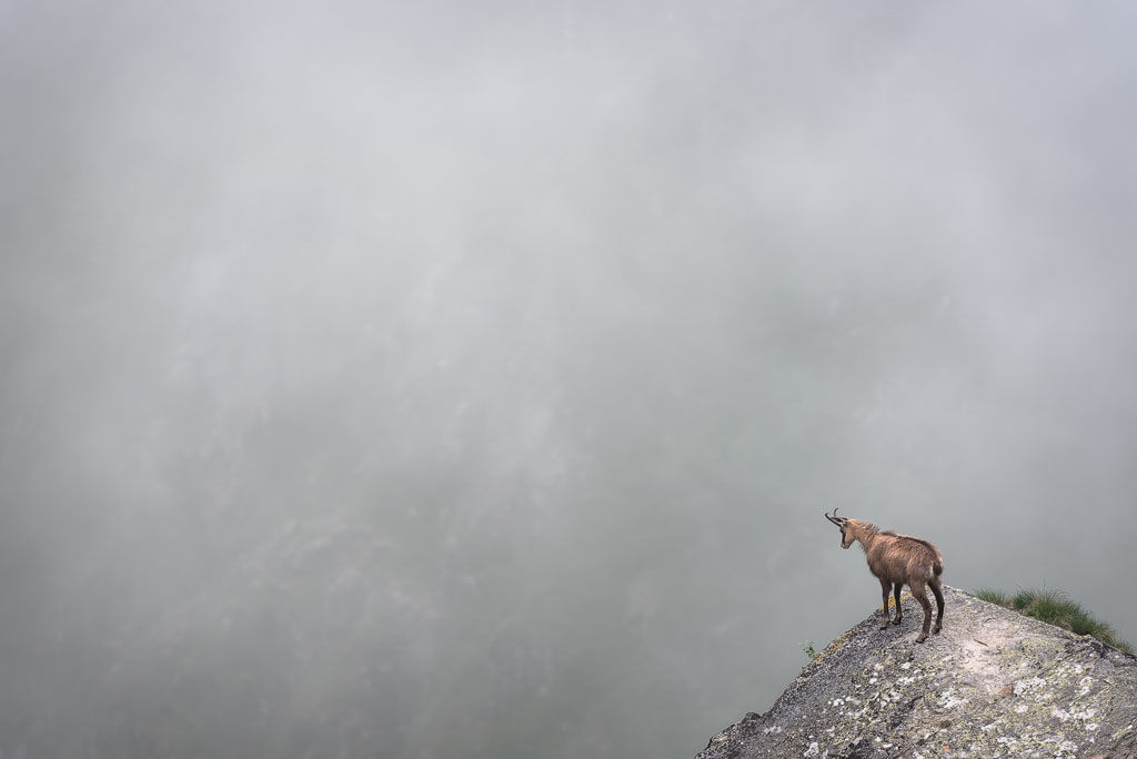Chamois sur un rocher surmontant la vallée