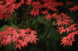 Autumn Red