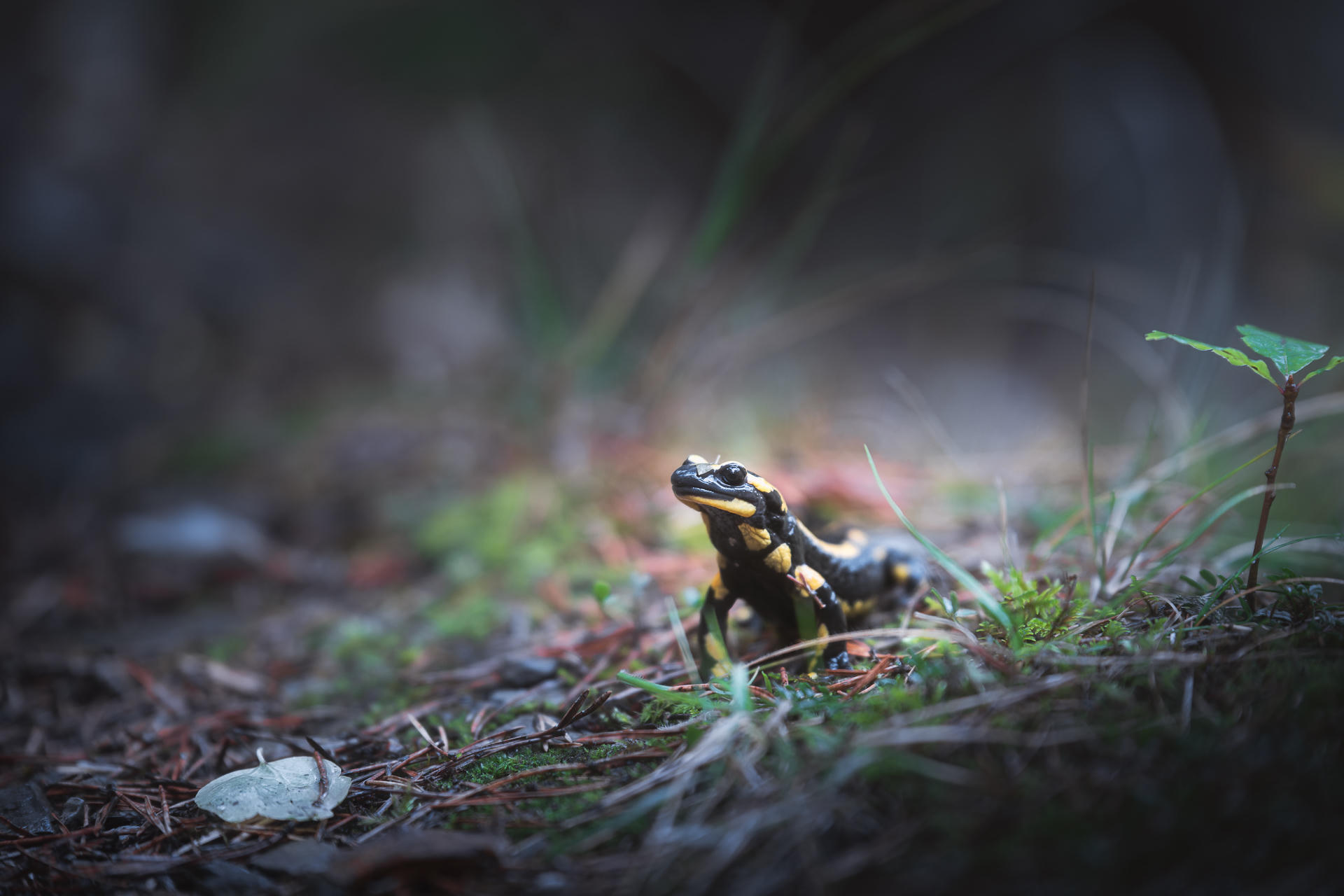 Crawling
