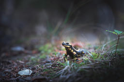 Crawling