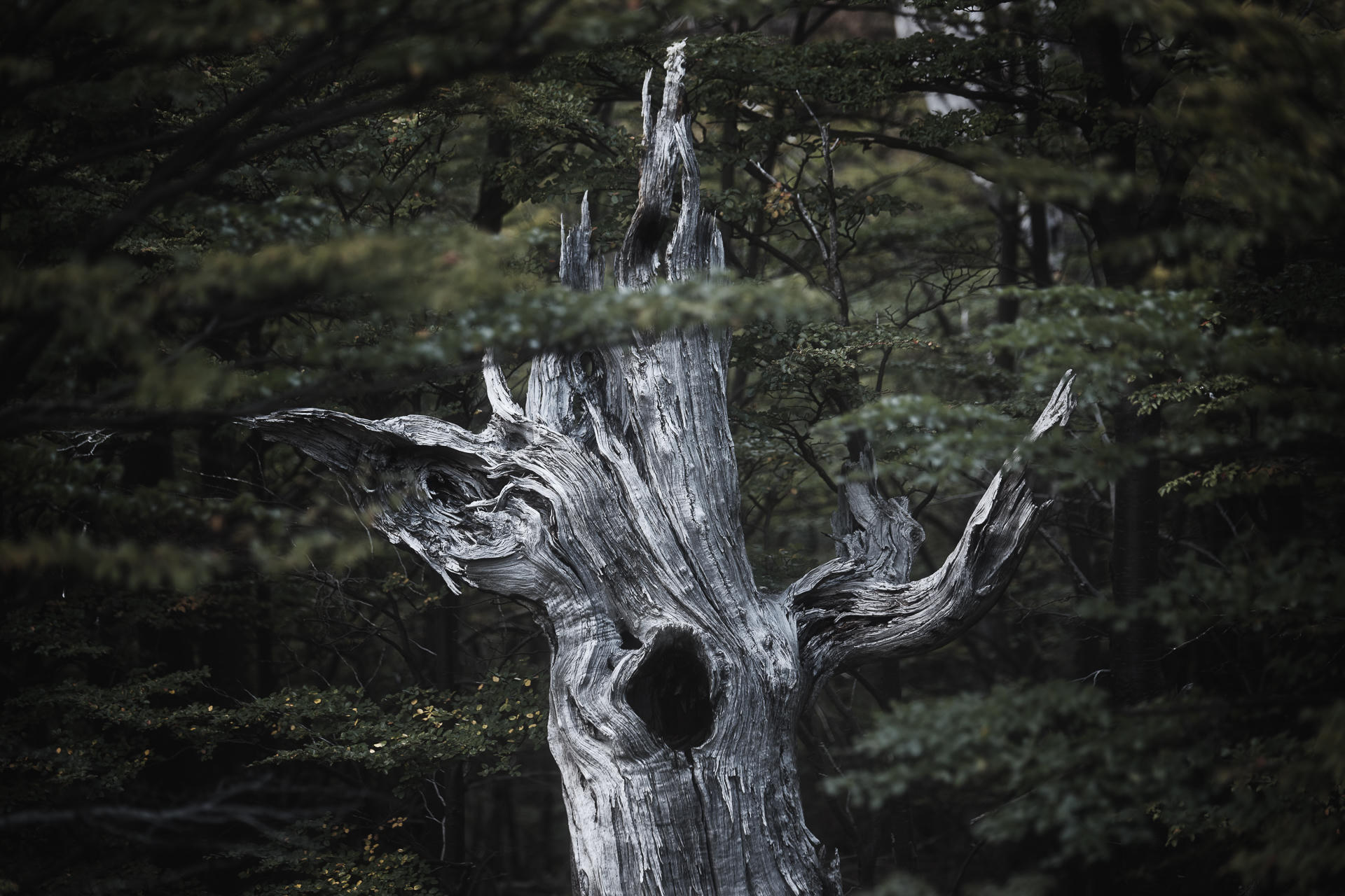 Dead Eternity