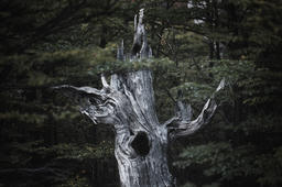 Dead Eternity