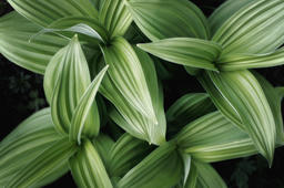 Dozing Green