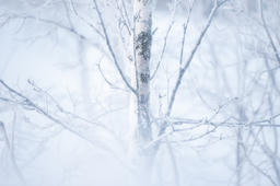 Head in the snow