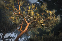 Healing Tree