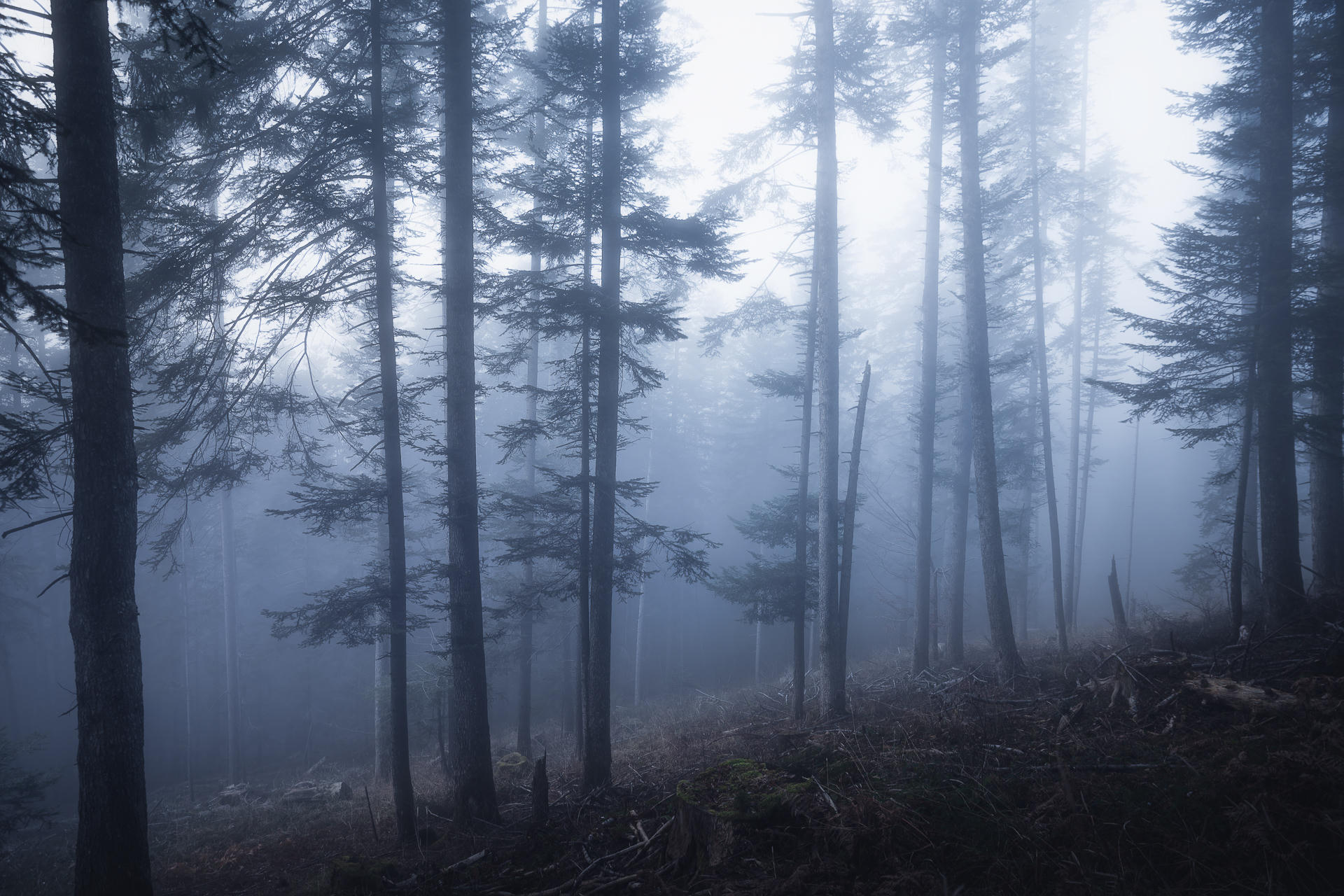 In the Morning Mist