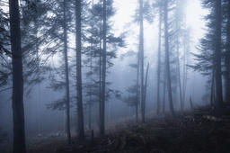 In the Morning Mist