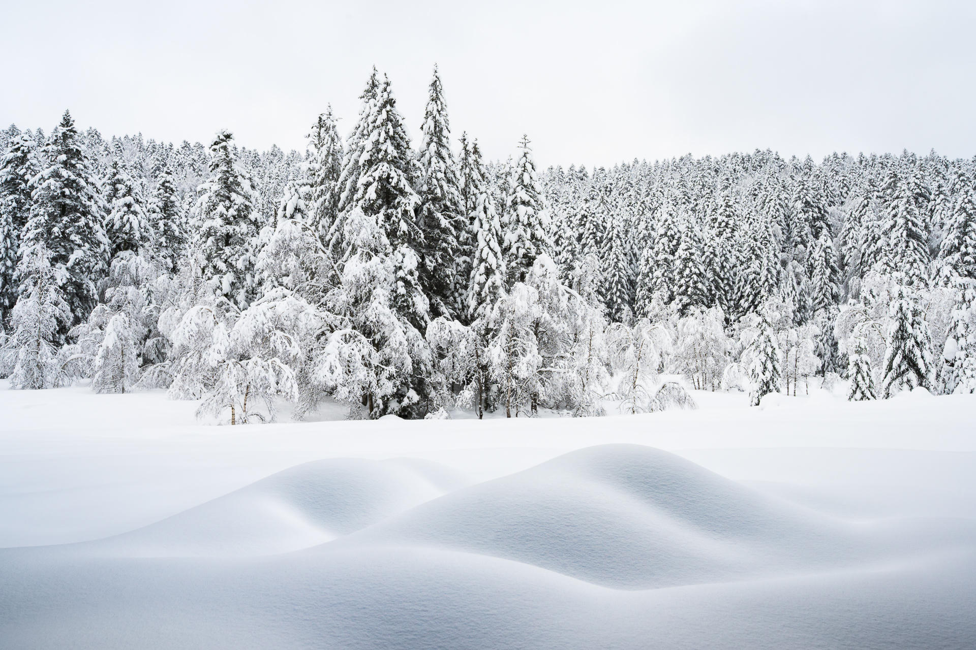 Rattled Snow