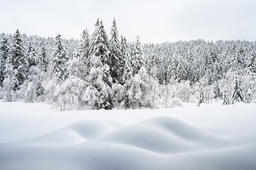 Rattled Snow