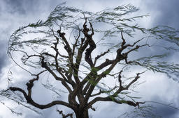 Shaking the Tree