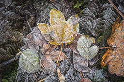 Shroud of Frost