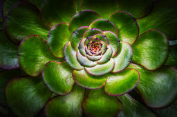 Spiral