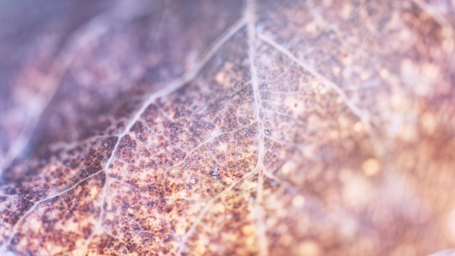 Veins of Glass