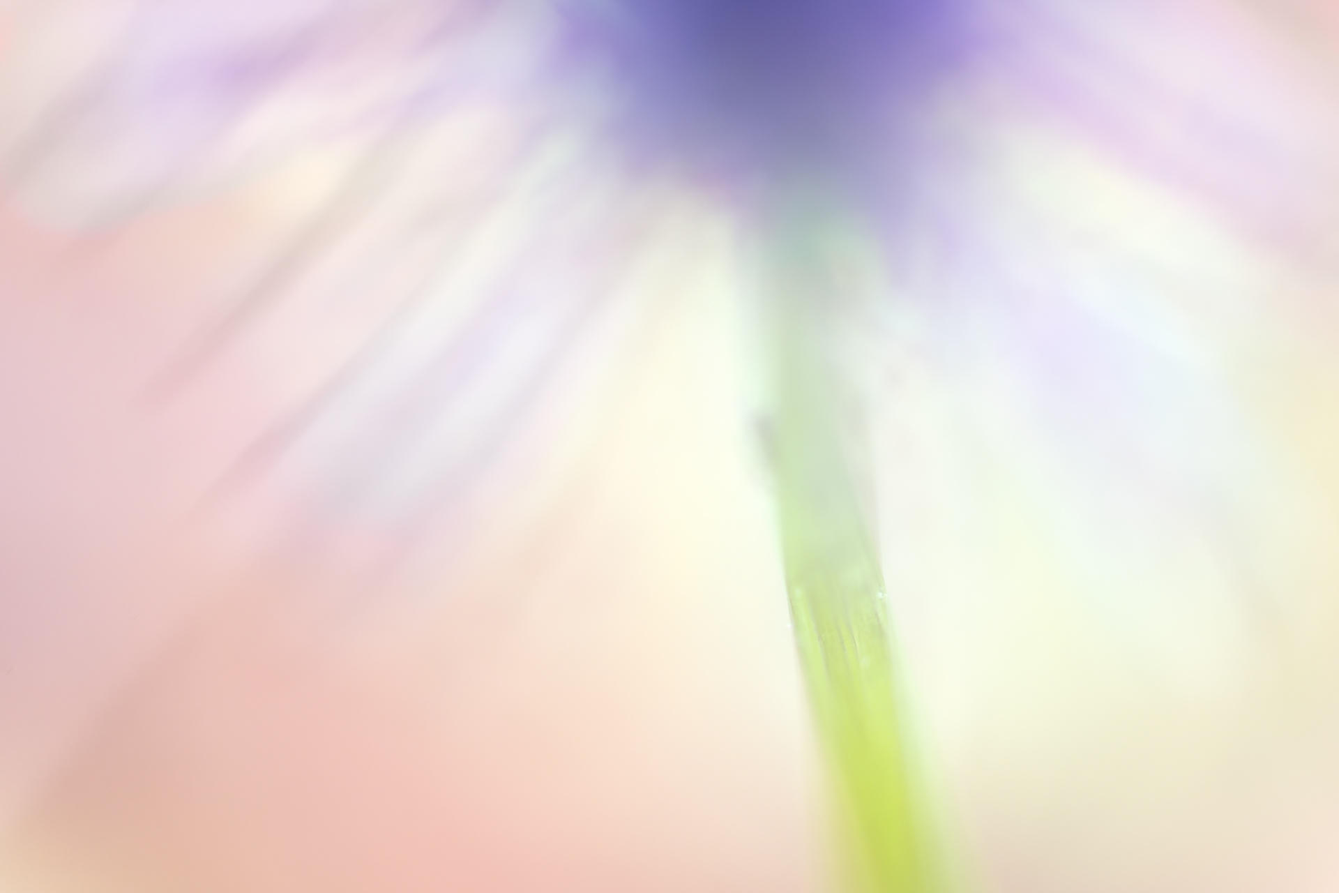 Wildflower